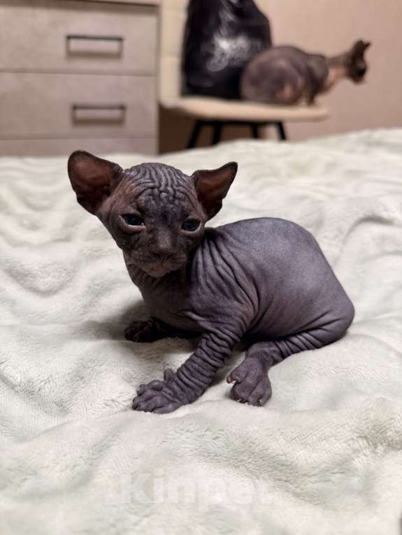 Кошки в Барнауле: Канадский сфинкс Мальчик, 10 000 руб. - фото 1