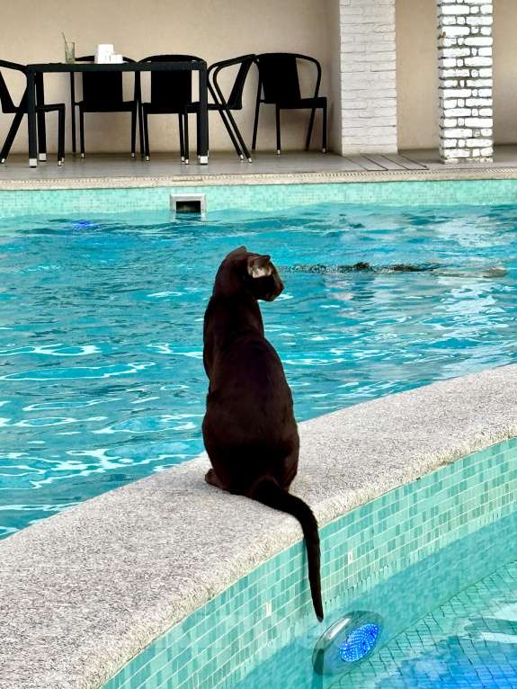 Кошки в Клине: Кот Ориентальной породы приглашает кошку для вязки Мальчик, 1 руб. - фото 3