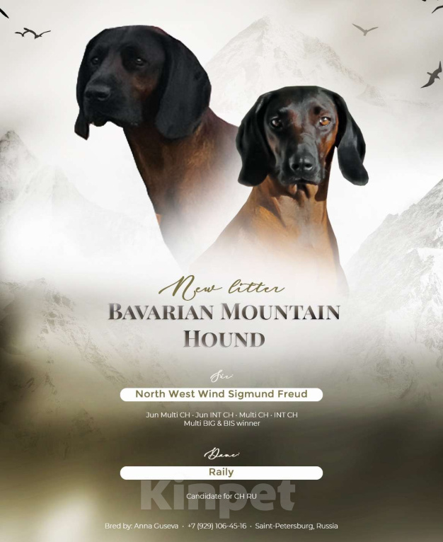 Собаки в Санкт-Петербурге: Щенки Баварской горной гончей Мальчик, 80 000 руб. - фото 1