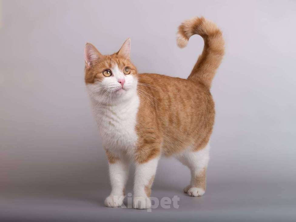 Кошки в Москве: Кошечка Манюня ищет доброе сердце.  Девочка, Бесплатно - фото 4