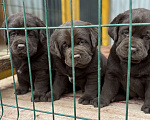 Собаки в Екатеринбурге: Питомник щенков лабрадор ретривер  Мальчик, Бесплатно - фото 1