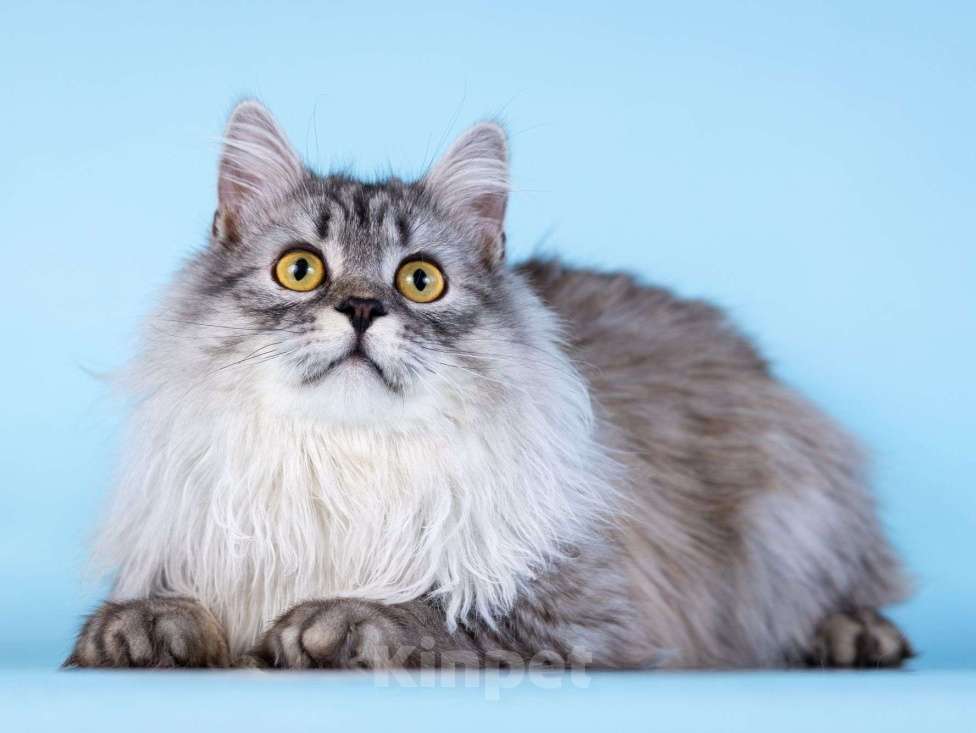 Кошки в Москве: Плюшевый юный котик Барни Мальчик, Бесплатно - фото 4