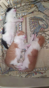 Отдам бесплатно котят в хорошие руки
