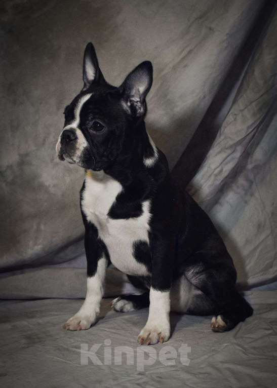 Собаки в Омске: Девочка бостон терьер Девочка, 68 000 руб. - фото 5