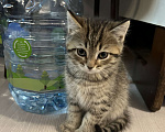 Кошки в Домодедово: Котята в добрый руки  Мальчик, 100 руб. - фото 3