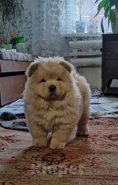 Собаки в Кемерово: Чау-чау девочка Девочка, Бесплатно - фото 2