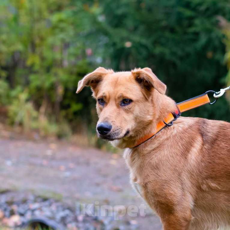 Собаки в Санкт-Петербурге: Мягкая и послушная молодая собака ищет дом Девочка, Бесплатно - фото 3