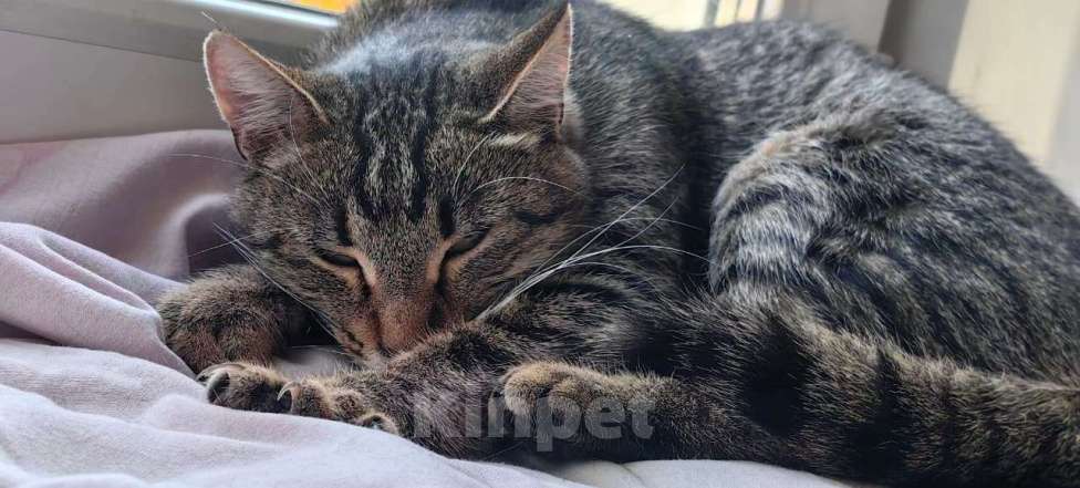 Кошки в Раменском: Пружинка ищет маму и папу Девочка, Бесплатно - фото 3