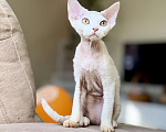 Кошки в Москве: Девочка белая Девон Рекс Roxy Девочка, 60 000 руб. - фото 2