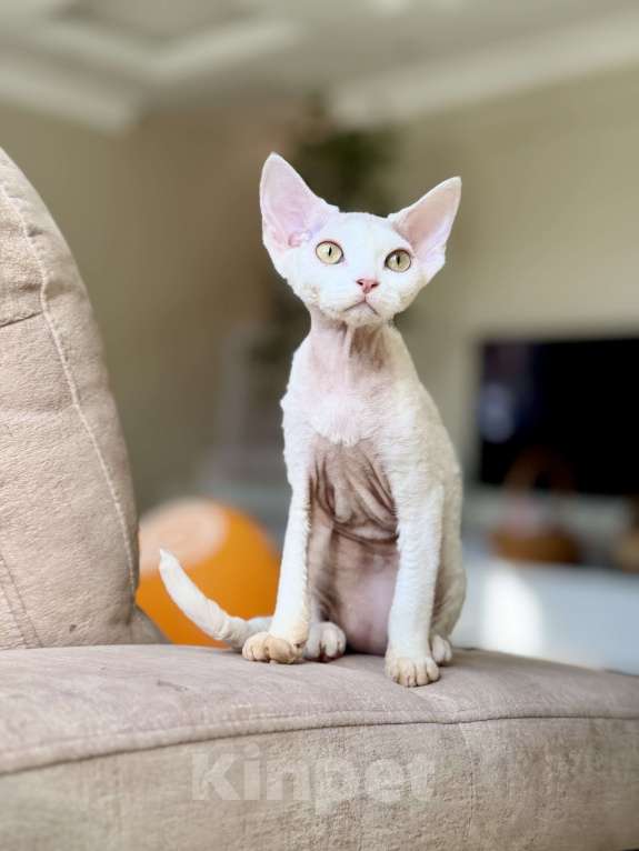 Кошки в Москве: Девочка белая Девон Рекс Roxy Девочка, 60 000 руб. - фото 2