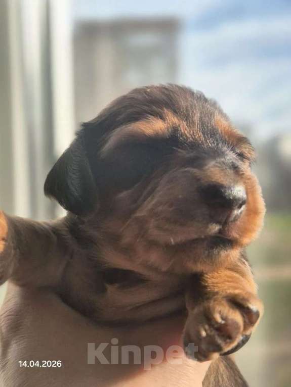 Собаки в Санкт-Петербурге: Карликовая такса длш мальчик мраморный Мальчик, Бесплатно - фото 1