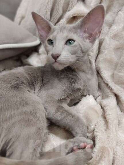 Кошки в Москве: Лиловая ориентальная девочка Девочка, 50 000 руб. - фото 3