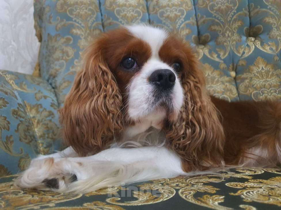 Собаки в Владикавказе: Отдам в добрые руки Мальчик, 15 000 руб. - фото 2