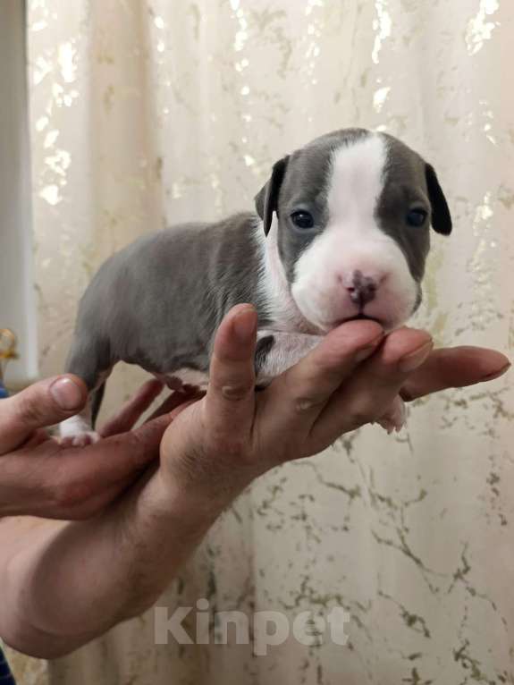 Собаки в Липецке: Голубые щенки АМСТАФФА  Мальчик, 60 000 руб. - фото 1