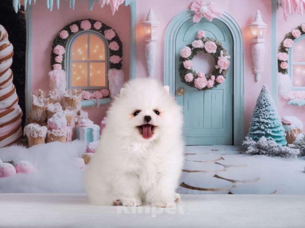 Собаки в Москве: Белый шпиц девочка Девочка, 70 000 руб. - фото 3