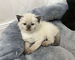 Кошки в Пензе: Котик Мальчик, Бесплатно - фото 1