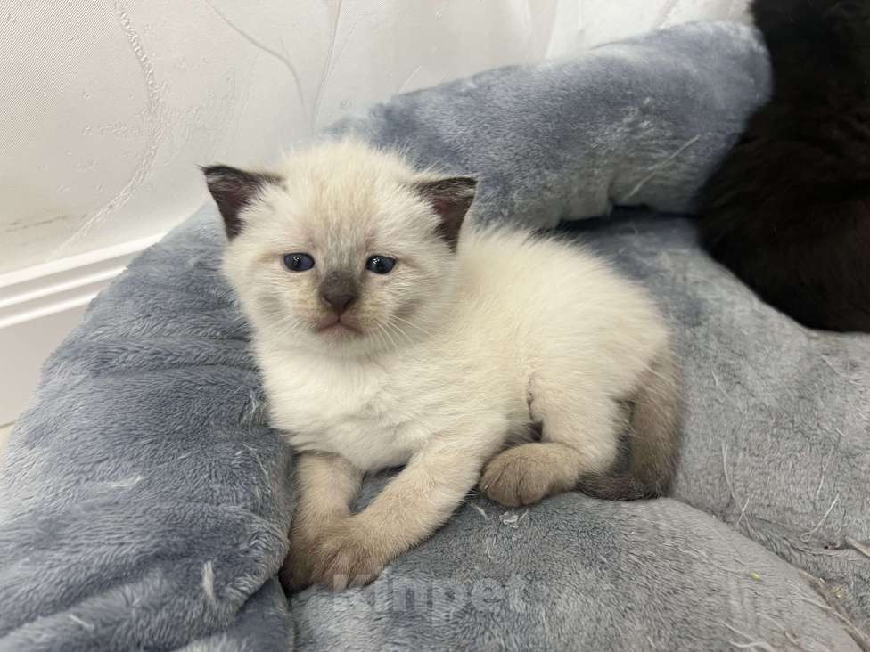 Кошки в Пензе: Котик Мальчик, Бесплатно - фото 1