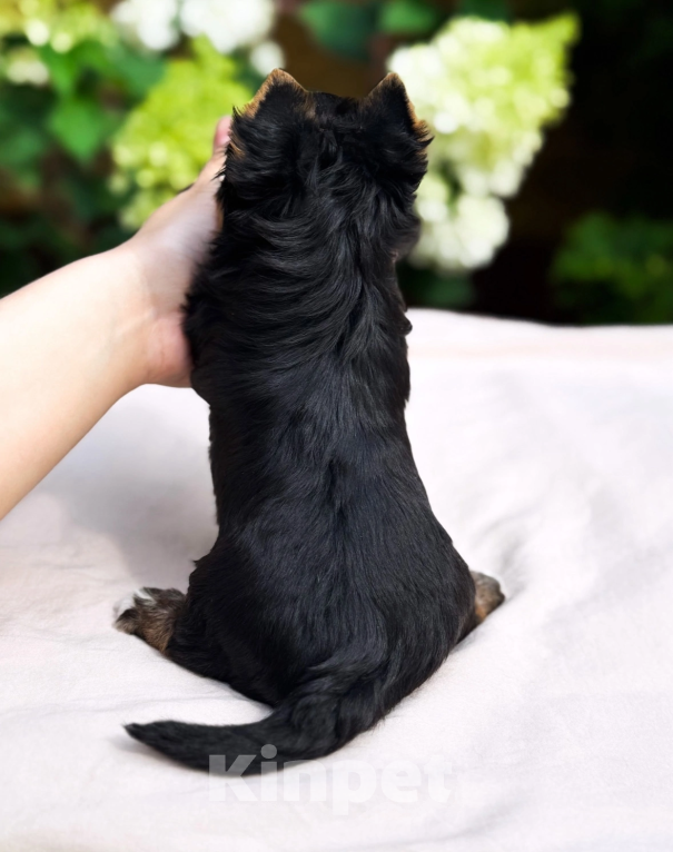 Собаки в Москве: Мальчик яркий красавец  Мальчик, 40 000 руб. - фото 3