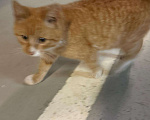 Кошки в Красногорске: Найден рыжий взрослый котенок Мальчик, Бесплатно - фото 1