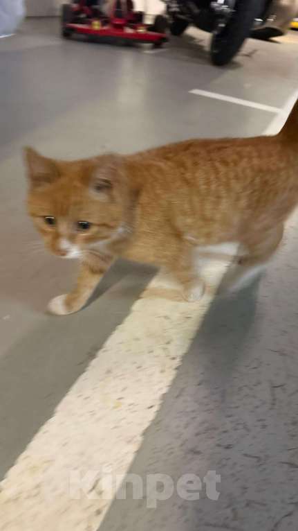 Кошки в Красногорске: Найден рыжий взрослый котенок Мальчик, Бесплатно - фото 1