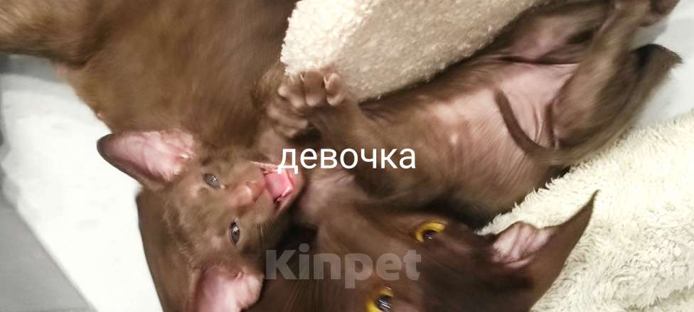 Кошки в Санкт-Петербурге: Девочка Девочка, 50 000 руб. - фото 3