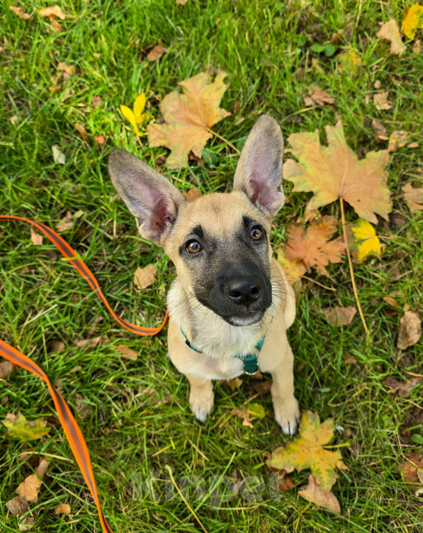 Собаки в Мытищах: Милая Шелби Девочка, Бесплатно - фото 2