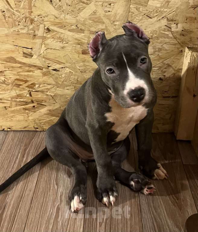 Собаки в Мурманске: Американский булли  Девочка, 170 000 руб. - фото 2