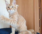 Кошки в Владимире: Кот , мейн-кун , красный тигр Мальчик, 40 000 руб. - фото 3