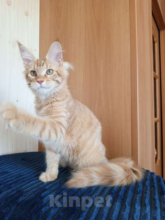 Кошки в Владимире: Кот , мейн-кун , красный тигр Мальчик, 40 000 руб. - фото 3