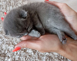 Кошки в Кондрово: Животные Девочка, 10 руб. - фото 4
