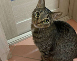 Кошки в Казани: Взрослый кот в добрые руки Мальчик, Бесплатно - фото 6