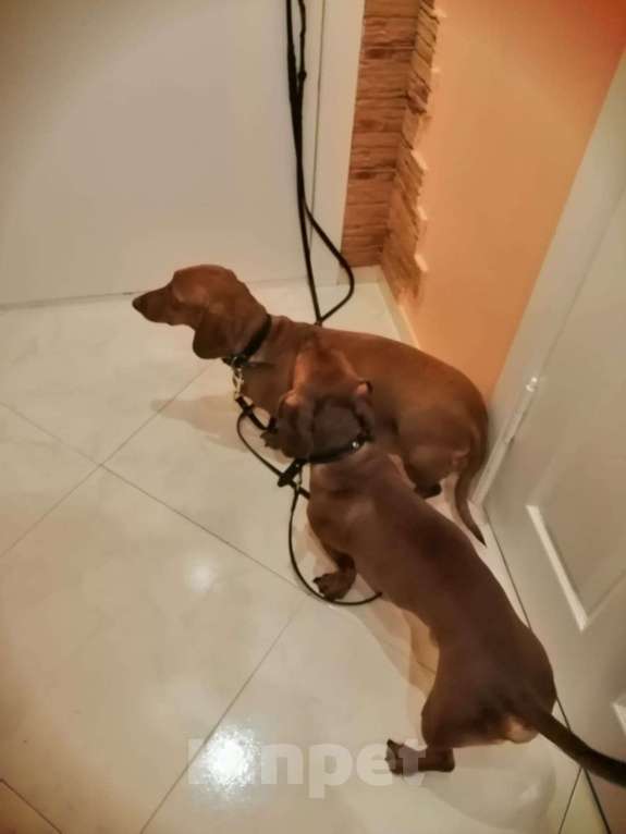 Собаки в Хабаровске: щенок таксы Девочка, 15 000 руб. - фото 5