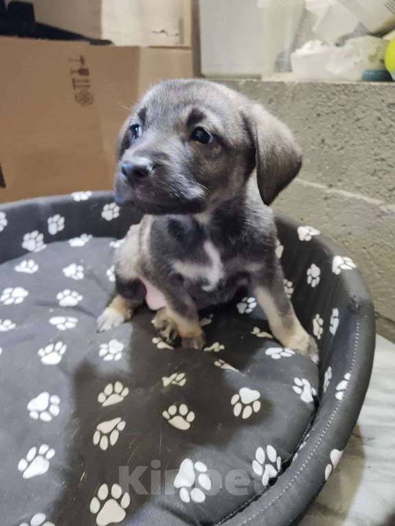 Собаки в Ессентуках: Щенки бесплатно в добрые руки Мальчик, Бесплатно - фото 5