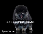 Собаки в Жуковке: Щенки Померанского шпица из профессионального   питомника РКФ Мальчик, 40 000 руб. - фото 5