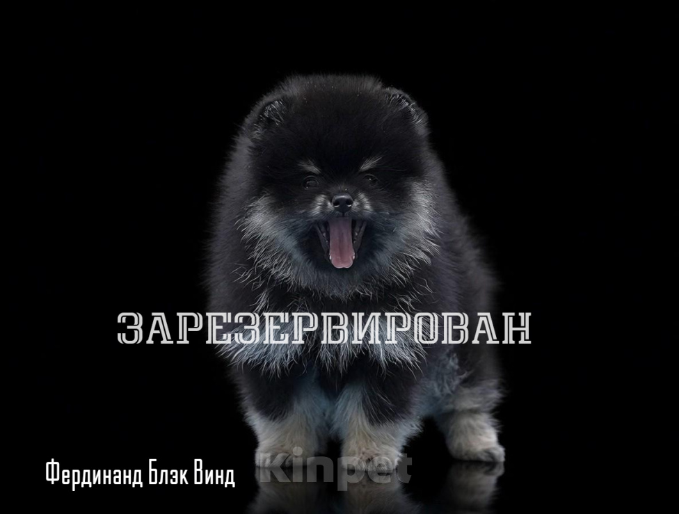 Собаки в Жуковке: Щенки Померанского шпица из профессионального   питомника РКФ Мальчик, 40 000 руб. - фото 5