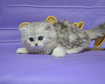 Кошки в Москве: Хайленд страйт мраморный мальчик Мальчик, 40 000 руб. - фото 4