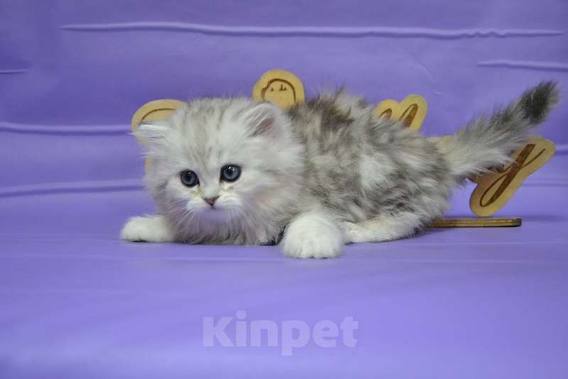 Кошки в Москве: Хайленд страйт мраморный мальчик Мальчик, 40 000 руб. - фото 4