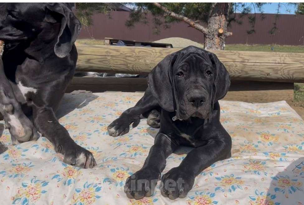 Собаки в Екатеринбурге: Щенки немецкого дога Разнополые, Бесплатно - фото 4