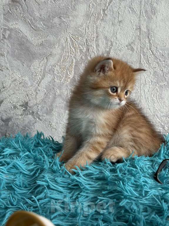 Кошки в Москве: Шотландские котята Девочка, Бесплатно - фото 8