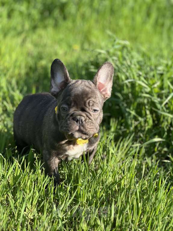Собаки в Санкт-Петербурге: Шоколадный зайчик Мальчик, Бесплатно - фото 2