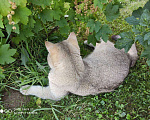 Кошки в Москве: Британский кот вязка Мальчик, 1 руб. - фото 5