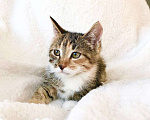 Кошки в Реутове: Котенок Искорка - воплощение позитива и радости в дар. Девочка, 1 руб. - фото 3