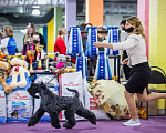 Собаки в Электростали: Керри Блю Терьер Мальчик, 55 000 руб. - фото 4