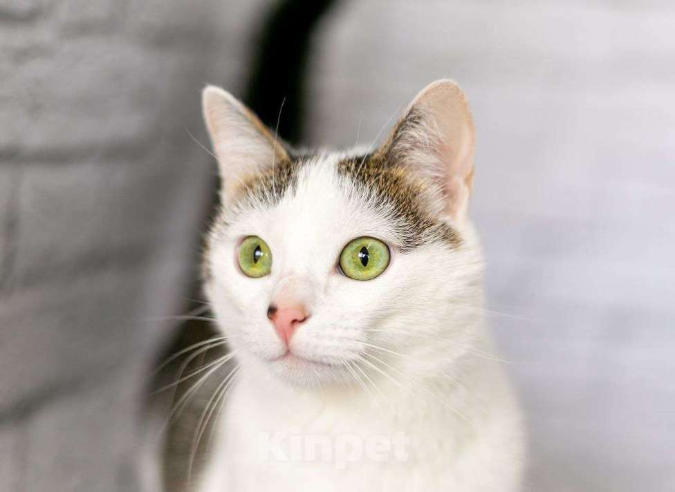 Кошки в Люберцах: Чуда ждет вас — лапочка Лапа ищет свой дом! Девочка, Бесплатно - фото 1