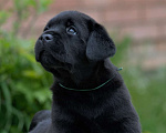 Собаки в Тольятти: Питомник предлагает к резерву щенков чёрных лабрадоров. Мальчик, Бесплатно - фото 1