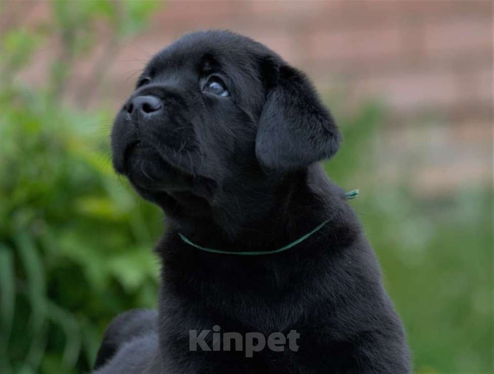 Собаки в Тольятти: Питомник предлагает к резерву щенков чёрных лабрадоров. Мальчик, Бесплатно - фото 1