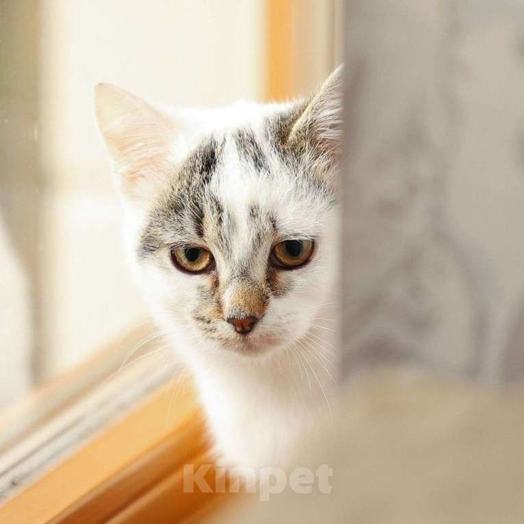 Кошки в Москве: Варю никто не замечает  Девочка, Бесплатно - фото 1