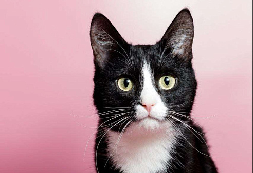 Кот Шарик - обаяние во фраке 