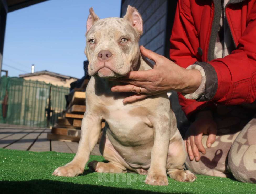 Собаки в Всеволожске: ММ ДРИАДА МЕРЛЕ Девочка, Бесплатно - фото 2