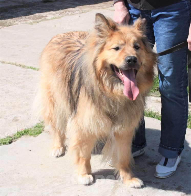 Собаки в Москве: Мишка в поисках дома и своей семьи  Мальчик, Бесплатно - фото 6